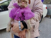 Pink Pug Dişi Yavru