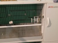 Pvc kafes ve malzemeler ile birlikte sultan papağanı
