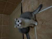 İki aylık british shorthair yavrularım sahiplendirecektir
