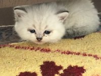 British Shorthair Yavrular