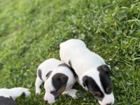 Jack russell orijinal kısa bacak kısa kuyruk