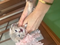 Yavru scottish fold