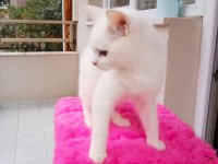 Erkek beyaz british shorthair 7 aylık uygun