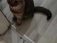 SAHİBİNDEN CİNS KEDİMİZ (SCOTTİSH)