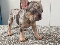 Ev bakımı french bulldog yavrularım