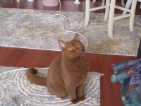 British Shorthair Cinamon