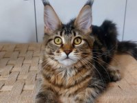 Ful secereli mainecoon Unvanlı ebeveynlerden.