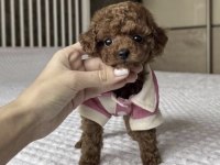 Toy Poodle Köpeği