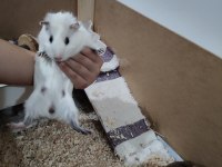 Kardeş Ginepigler tüm malzemeleri ile