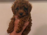 Kore toy poodle bebekler
