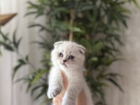 SCOTTISH FOLD BEYAZ YAVRULARIM 