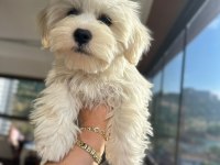 4 aylık erkek maltipoo yavrum tam çiş eğimli pede yapıyor