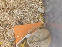 Kayseri Gonzales hamster