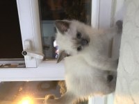 British shorthair blue point yavrularımız safkan