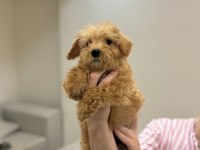 Maltipoo Bebekler 