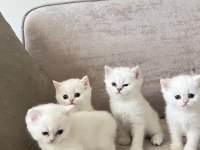 Beyaz British Yavrularımız Yeni Yuvalarını Bekliyor
