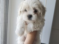 Maltese bebiş köpekler