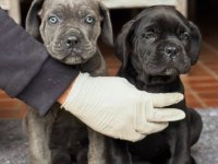 Evinizin yeni üyesi cane corso kapıda ödeme vardır