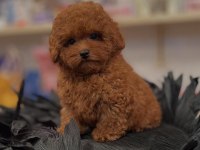 IRK GARANTİLİ TOY POODLE YAVRULARI