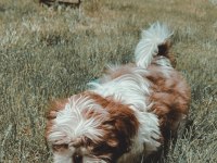 Irk sağlık garantili kimlikli bebek shih tzu