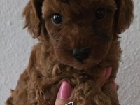TOY POODLE YAVRULARIMIZA YUVA ARIYORUZ