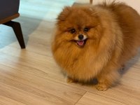 Pomeranian BOO DİŞİ (TÜRKİYEDE DAHA İYİSİ YOK)