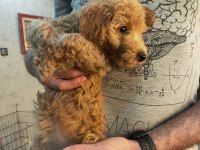 2 aylık poodle yavrularımız ailelerini arıyor