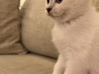 Orjinal safkan britishorthair yavrular