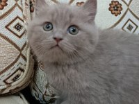 BRİTİSH SHORTHAİR YAVRUMUZ