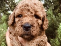 RED BROWN TOY POODLE