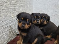 Rottweiler yavrularımız ırk garantilidir