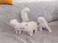 Sevimli Kedilerimiz Yeni Yuvalarını Arıyor