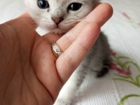 Ücretli sahiplendirilecek british shorthair