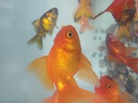 Japon Balığı Pirana Petshop Görükle Nilüfer