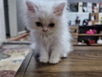 1.5 Aylık British longhair Erkek