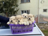 BEYAZ CHOW CHOW YAVRULARI