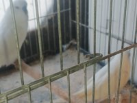 Takım muhabbet kuşları hazır eş