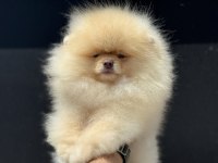 Show kalite wc eğitimli fcı export sçr li pomeranian