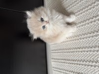 British Longhair Erkek