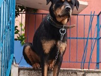 Rottweiler çocuklarla arası iyidir