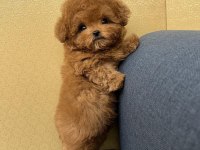 Orjinal Maltipoo Bebeklerimiz Yeni Evlerine Gitmeye Hazirlar
