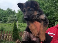 Şecereli aşılı dişi alman çoban köpeği yavruları