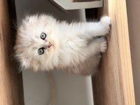British Longhair Şekerler Yeni Yuvalarına Hazır