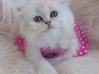 2 aylık british longhair