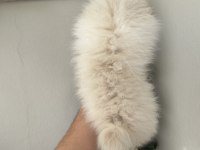 Pomeranian yavrum