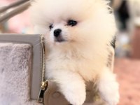 AYI SURAT POMERANİAN BOO BEBEKLER