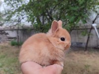 Cüce Tavşanlar (Netharlend dwarf)