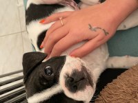 ANNE ALTINDAN ORJİNAL BABY FACE FRANSIZ BULLDOG