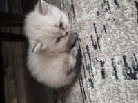 Silver point 36 günlük british shorthair erkek