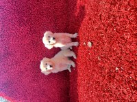 Baby Face Golden Retriever Yavrularımız
